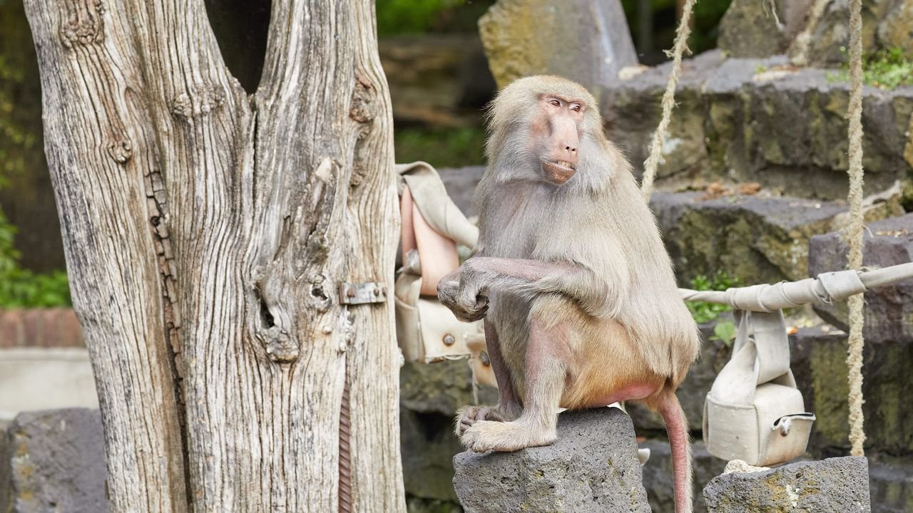 zoo krefeld 2021