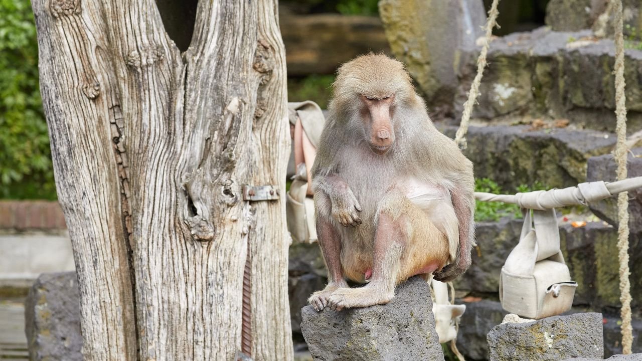 zoo krefeld 2021