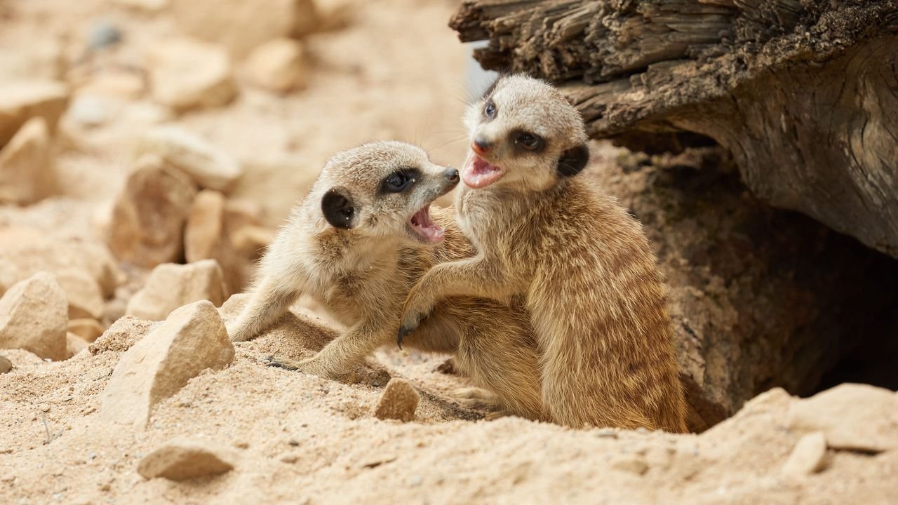 zoo krefeld 2021
