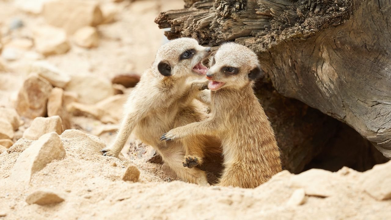 zoo krefeld 2021