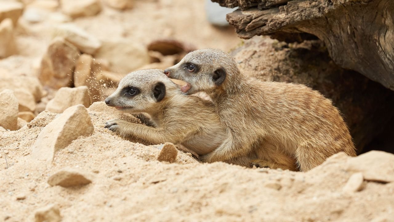 zoo krefeld 2021