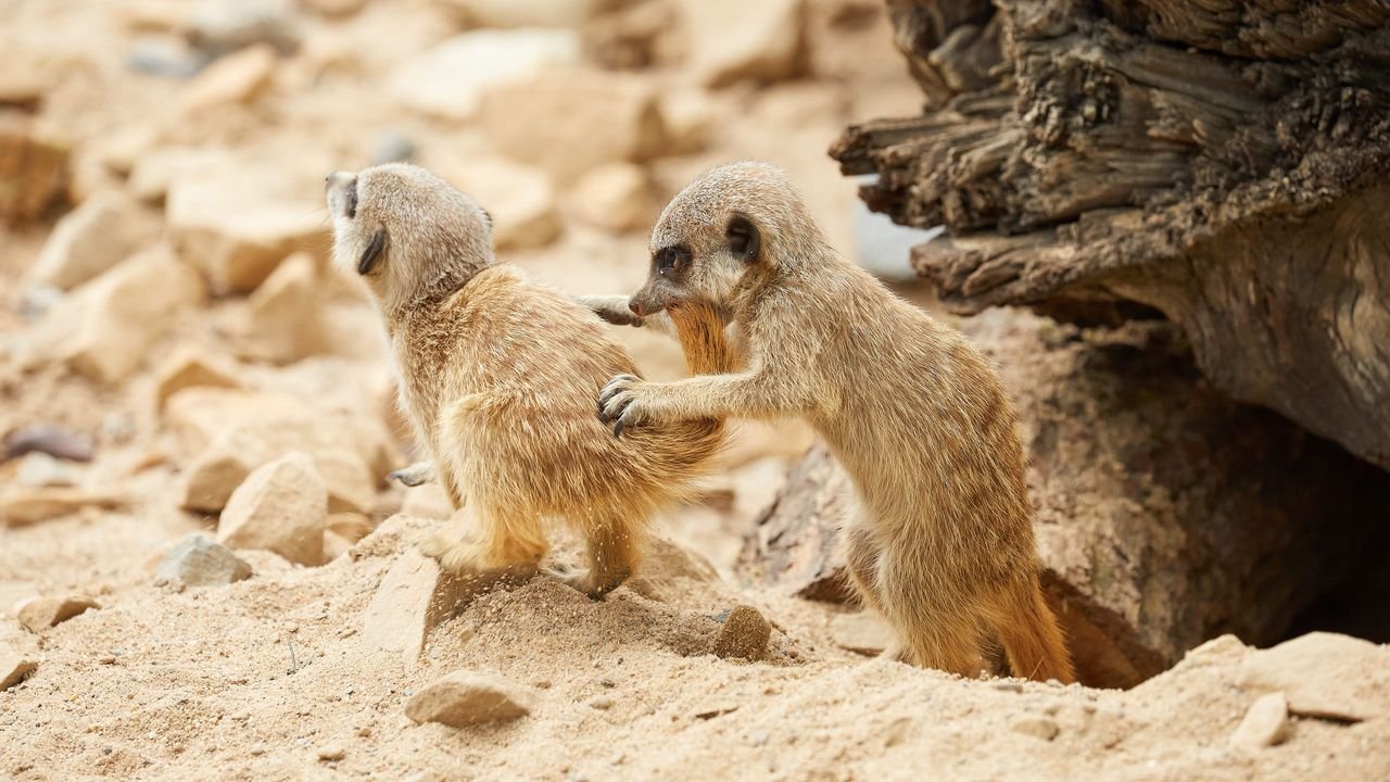 zoo krefeld 2021