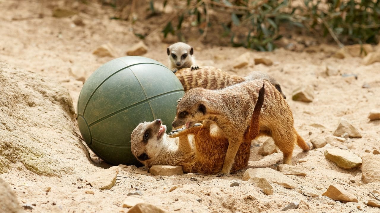zoo krefeld 2021