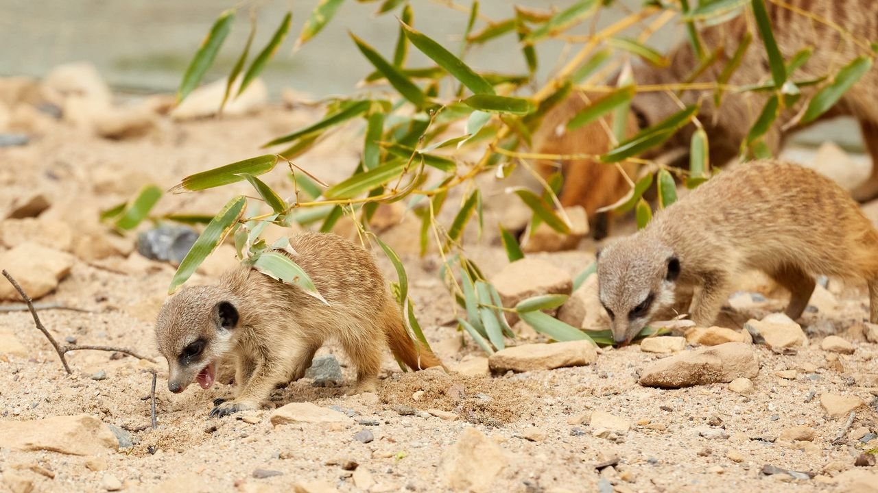 zoo krefeld 2021