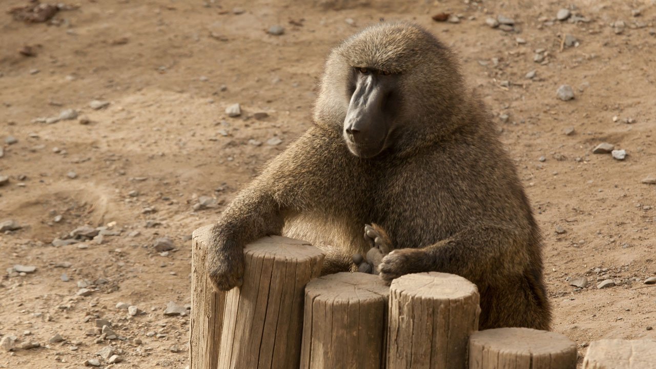 zoom-erlebniswelt-gelsenkirchen-2012-021