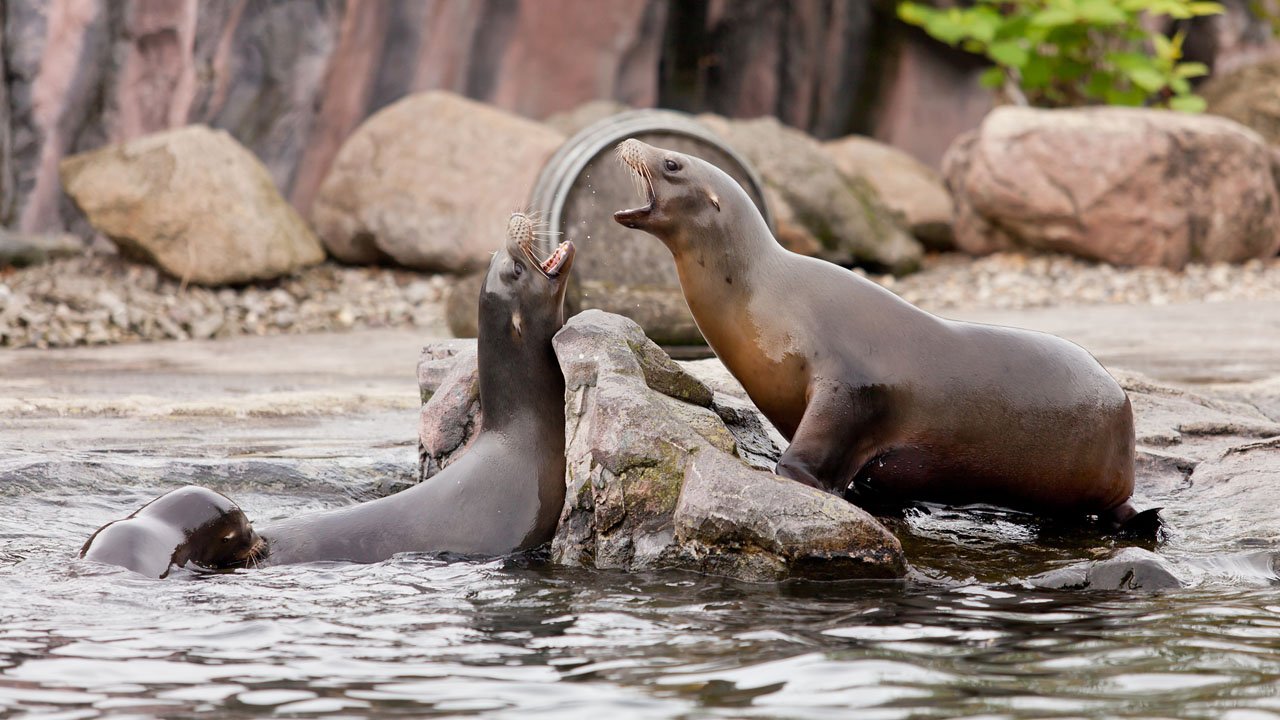 zoom-erlebniswelt-gelsenkirchen-2013-017
