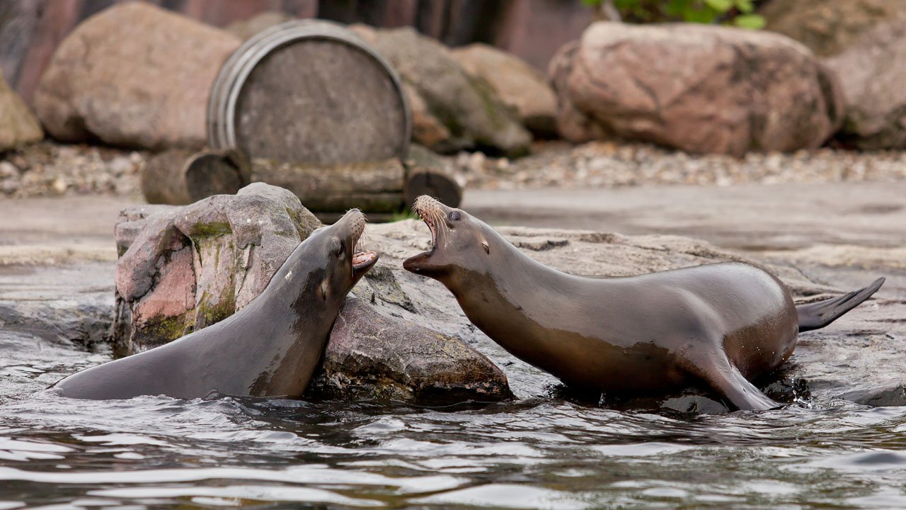 zoom-erlebniswelt-gelsenkirchen-2013-018